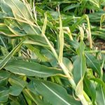 Heavy rains damage